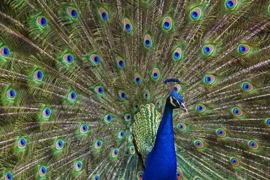 Indian Peafowl Male with Tail Fanned Out in Courtship Display, Native to Asia