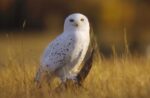 Snowy Owl Adult Amid Dry Grass, British Columbia, Canada