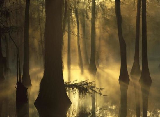 Bald Cypress Grove in Freshwater Swamp at Dawn, Lake Fausse Pointe, Louisiana