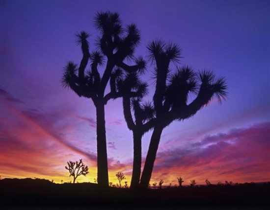 Joshua Trees at Sunrise near Quail Springs, Joshua Tree National Park, California