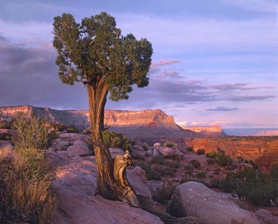 Single-leaf Pinyon Pine at Toroweap Overlook, Grand Canyon National Park, Arizona