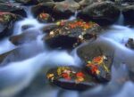 Autumn Leaves on Wet Boulders in Stream, Great Smoky Mountains National Park, North Carolina