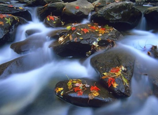 Autumn Leaves on Wet Boulders in Stream, Great Smoky Mountains National Park, North Carolina