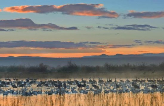 Snow Geese and Sandhill Cranes, Bosque del Apache National Wildlife Refuge, New Mexico