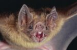 Vampire Bat Portrait, Costa Rica