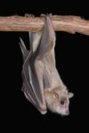 Egyptian Fruit Bat Roosting, Michigan
