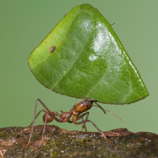 Leafcutter Ant Carrying Leaf, Costa Rica