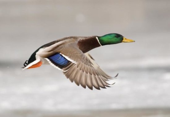 Mallard Male Flying, Belle Isle Park, Michigan