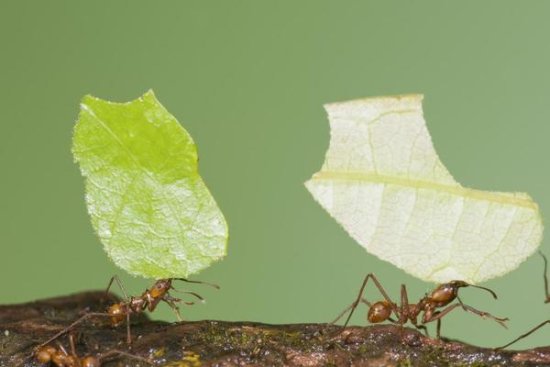 Leafcutter Ant Pair Carrying Leaves, Costa Rica