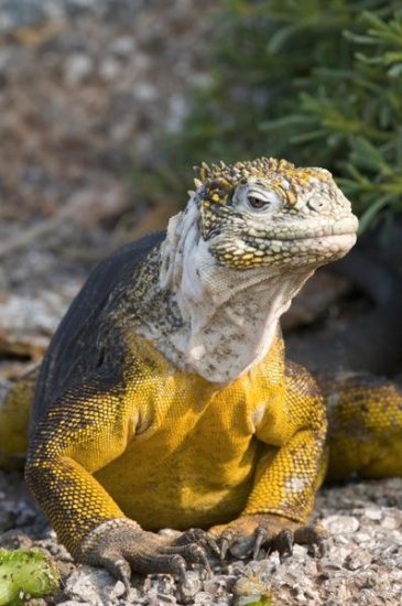 Galapagos Land Iguana, Galapagos Islands, Ecuador