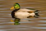 Mallard Swimming, Kellogg Bird Sanctuary, Michigan