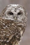 Barred Owl in Winter, Howell Nature Center, Michigan