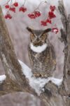 Great Horned Owl in winter, Howell Nature Center, Michigan