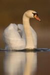 Mute Swan Swimming, Kensington Metropark, Milford, Michigan