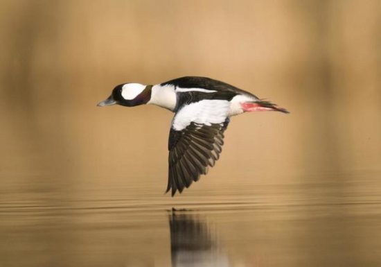Bufflehead Male Flying, Island Lake Recreation Area, Michigan