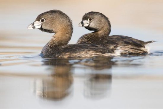Pied-billed Grebe Pair in Breeding Plumage, Island Lake Recreation Area, Michigan