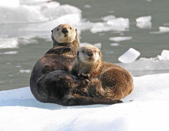 Sea Otter female with pup on ice floe, Prince William Sound, Alaska
