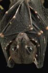 Spotted-winged Fruit Bat Roosting, Bukit Sarang Conservation Area, Bintulu, Borneo, Malaysia