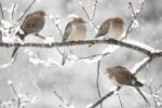Mourning Dove G, Winter, Nova Scotia, Canada