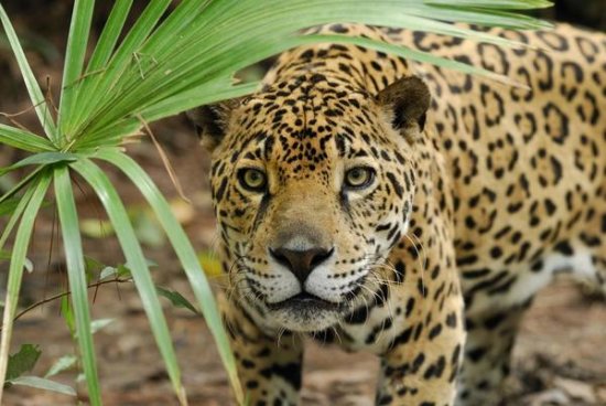 Jaguar Peering Through Brush, Belize