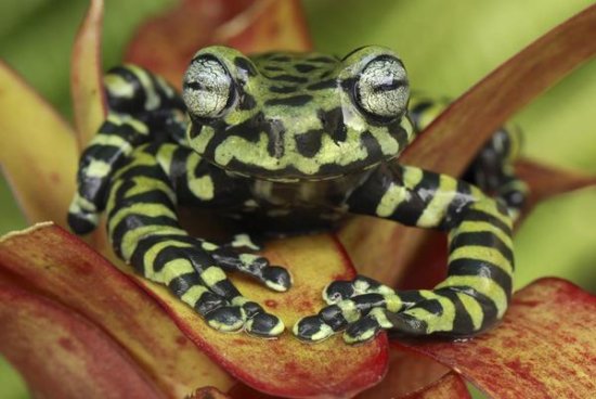 Tiger's Treefrog, New species Discovered in 2007, Colombia