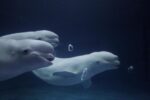 Beluga whale Trio Blowing Toroidal Bubble Rings, Japan