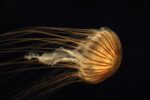 Northern Sea Nettle Jellyfish, Northern Pacific Ocean