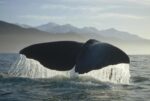 Sperm Whale Tail, New Zealand
