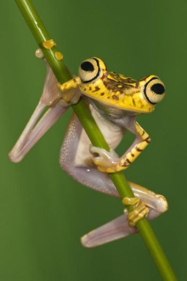 Chachi Tree Frog, Northwest Ecuador