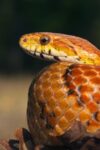 Cornsnake, Native to Southeastern and Central United States