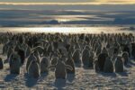 Emperor Penguin Colony, Auster EP Rookery, Australian Antarctic Territory, Antarctica