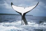 Humpback Whale Tail, Tonga