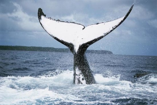 Humpback Whale Tail, Tonga