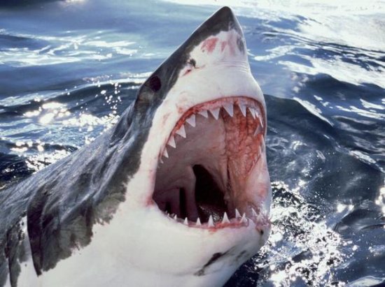 Great White Shark at Surface with Open Mouth, Neptune Islands, Australia
