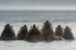 Steller's Sea Lion Group of Seven in a Line, Alaska