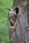 Eurasian Eagle-Owl Looking Out from a Tree Cavity, Netherlands
