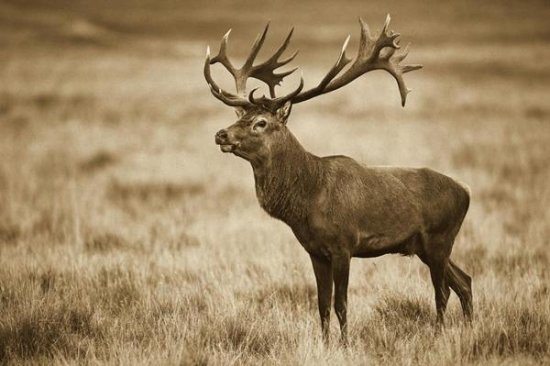 Red Deer Stag, Cogenhagen, Denmark