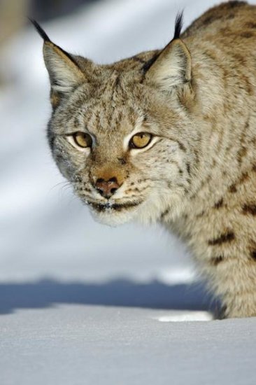 Eurasian Lynx in Snow, Flatanger, Norway