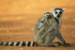 Ring-tailed Lemur Mother with Baby], Berenty Private Reserve, Madagascar
