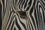 Grevy's Zebra, Close-up of Eye, Endangered, Native to Africa