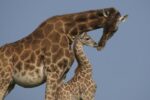 Rothschild Giraffe Mother and Calf Nuzzling, Native to Africa