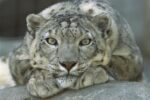 Snow Leopard Portrait N ative to Mountainous Regions of Central Asia