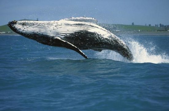 Humpback Whale Breaching, Kaikoura, New Zealand