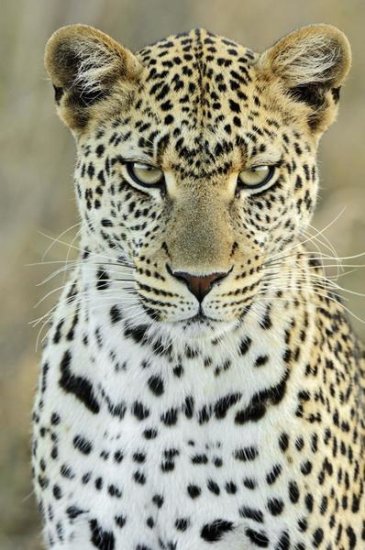 Leopard Female, Serengeti National Park, Tanzania