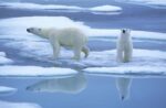 Polar Bear Pair on Ice with Reflection, Spitsbergen