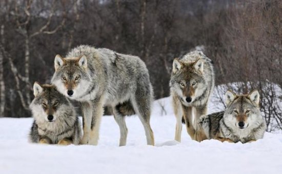 Gray Wolf Group, Norway