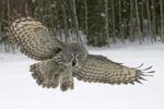 Great Gray Owl, Finland
