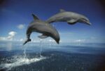 Bottlenose Dolphin Pair Leaping, Caribbean