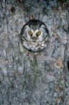 Tengmalm's Owl or Boreal Owl Peaking Out of  a Hole in a Tree, Sweden