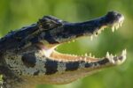 Jacare Caiman or Paraguay Caiman Thermoregulating by Opening Jaws, Pantanal, Brazil